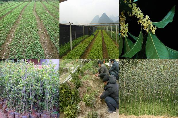 桂花树苗:种特色桂花树 走致富之路