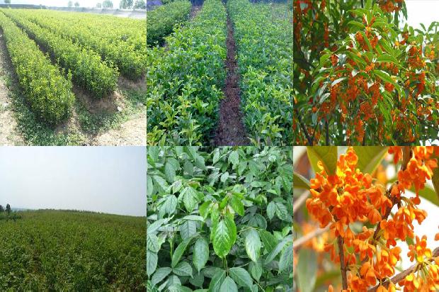 桂花树苗:种特色桂花树 走致富之路1664382328016