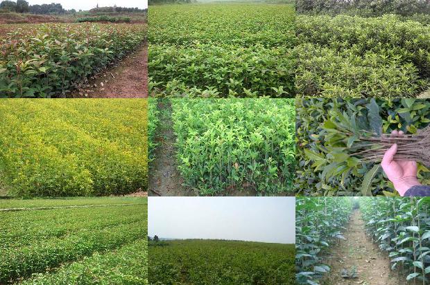 桂花树苗:种特色桂花树 走致富之路1664382328038