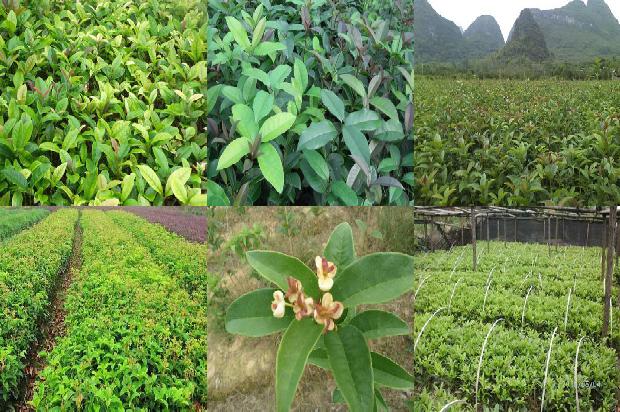 桂花树苗[山区桂花树旱作栽培管理技术]1664382335751