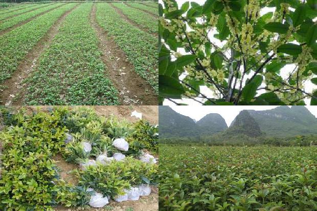 桂花茶是升血压还是降血压1689576665475
