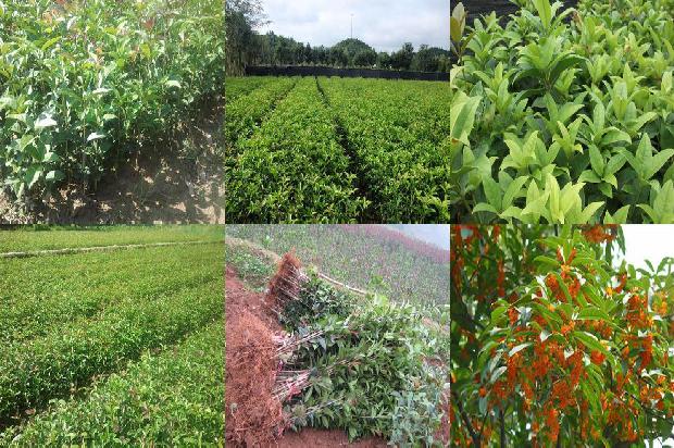 桂花树苗:辣椒与豆科桂花、早稻、荸荠轮作有机栽培技术