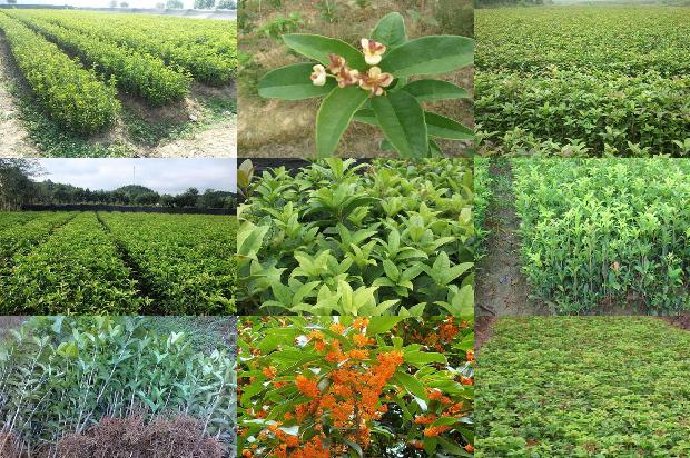 桂花树苗:辣椒与豆科桂花、早稻、荸荠轮作有机栽培技术1664382388736