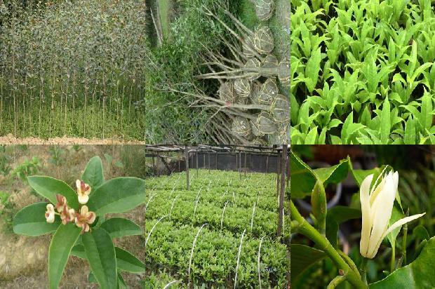 桂花树苗「轻度抑郁以上高职学生在画桂花树上表现的分析研究」