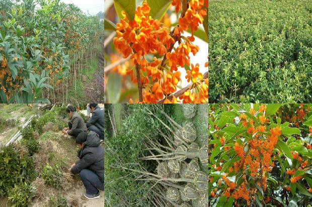 桂花树苗[桂花树SWEET蛋白家族的全基因组鉴定与进化分析]1664468657123