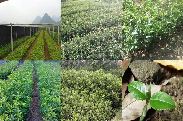 桂花树苗_探讨日光温室无公害桂花栽培技术