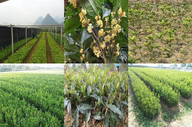 桂花什么时间种植最佳呢1688606164493