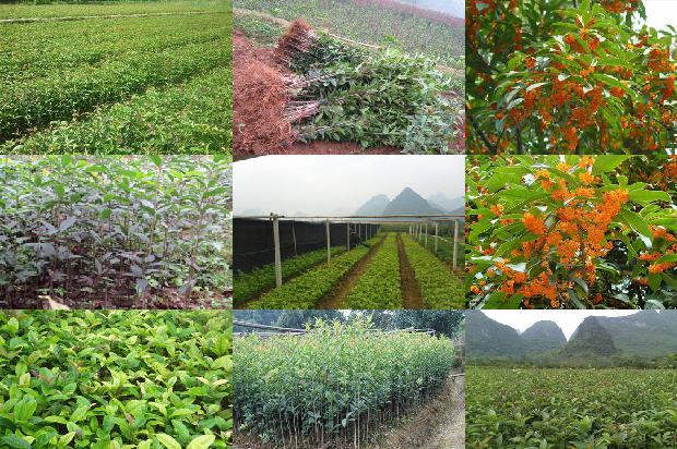 桂花树苗-气相色谱—双塔双柱检测系统在桂花水果农药残留检测上的应用1664468704943