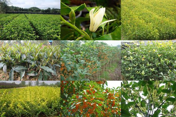 桂花树苗[大棚早春辣椒、丝瓜、冬桂花高效栽培]1664555100175