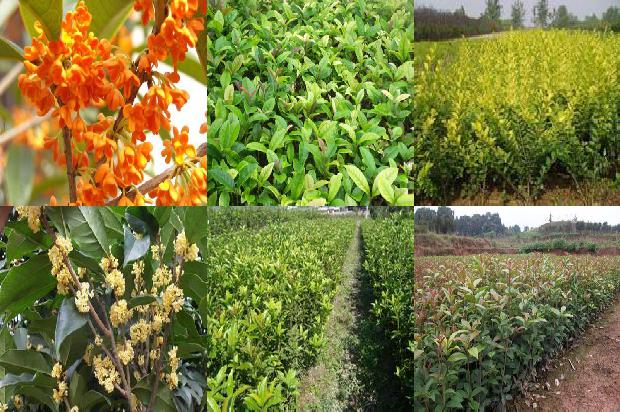 湖南桂花树最新价格走势分析1690158801381