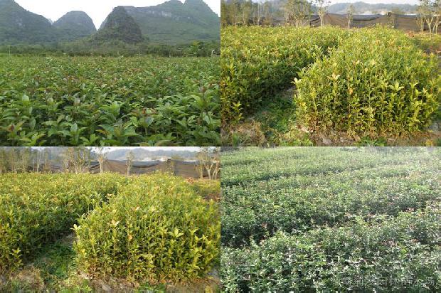 野生桂花什么时候开花1690591339418