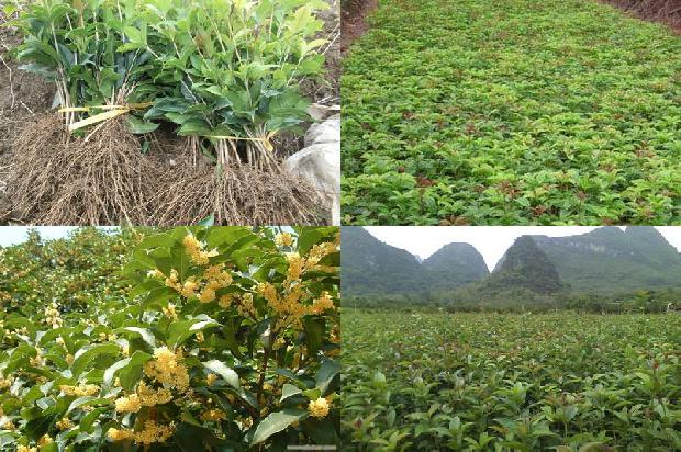桂花树苗[多瓣的桂花树最幸福]