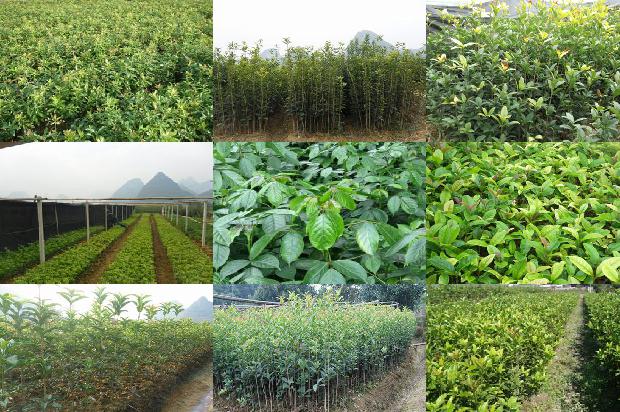 桂花树苗_庭院桂花树园艺及其栽培技术研究