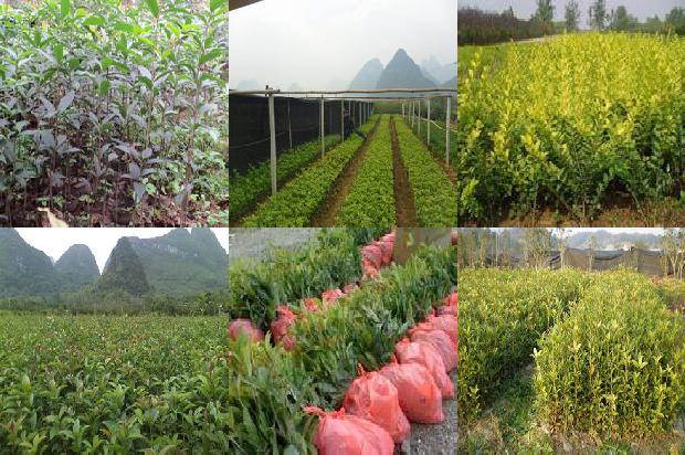 桂花树苗_庭院桂花树园艺及其栽培技术研究1664555158461