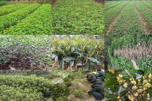 桂花树苗_庭院桂花树园艺及其栽培技术研究1664555158472