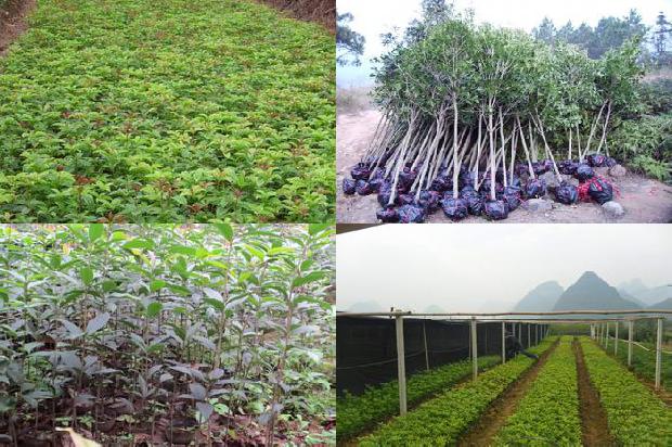 桂花树苗:?桂花种植技术1664555166995