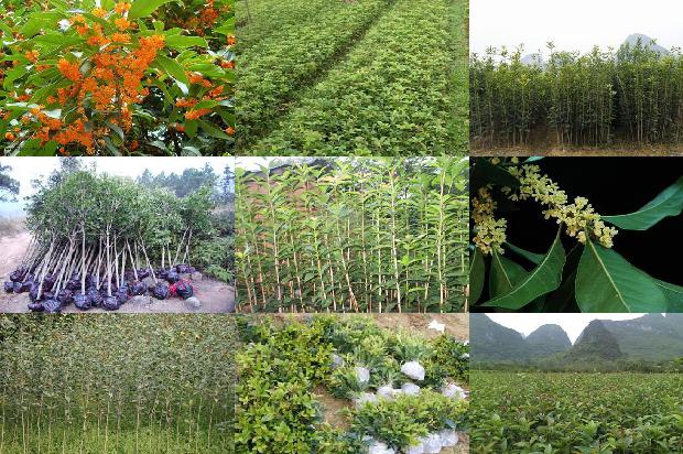 桂花树苗:未来桂花产业发展重点及布局
