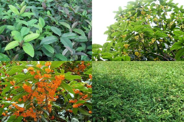 桂花树苗[有机桂花营销策略分析]