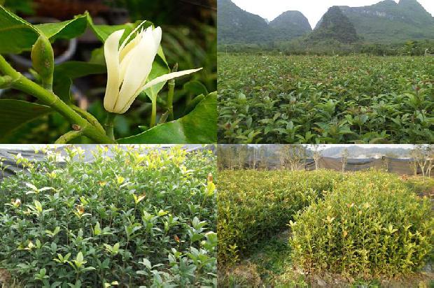 桂花树苗(桂花树成熟了)