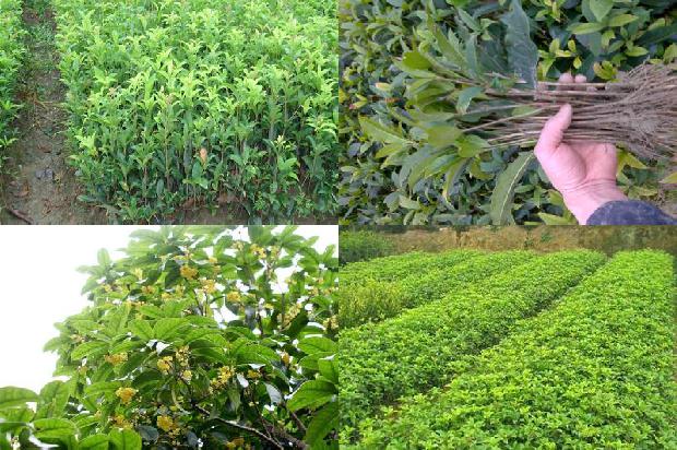 桂花树苗_黄桂花树根结线虫病的病原鉴定1664641724928