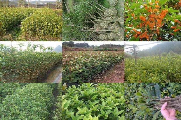 桂花树苗_黄桂花树根结线虫病的病原鉴定1664641724939