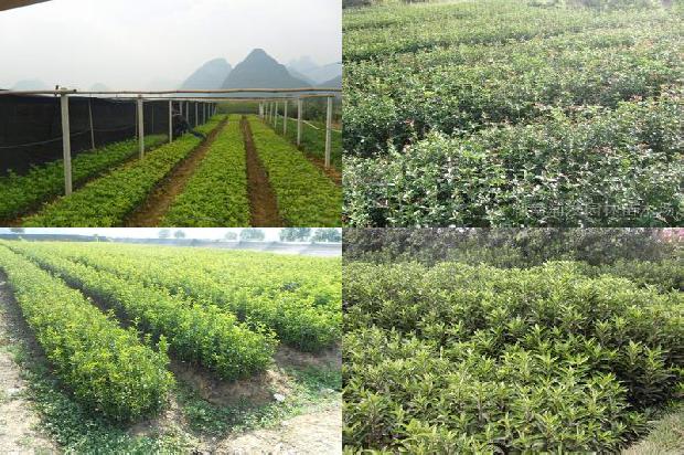 桂花树苗_黄桂花树根结线虫病的病原鉴定1664641724950