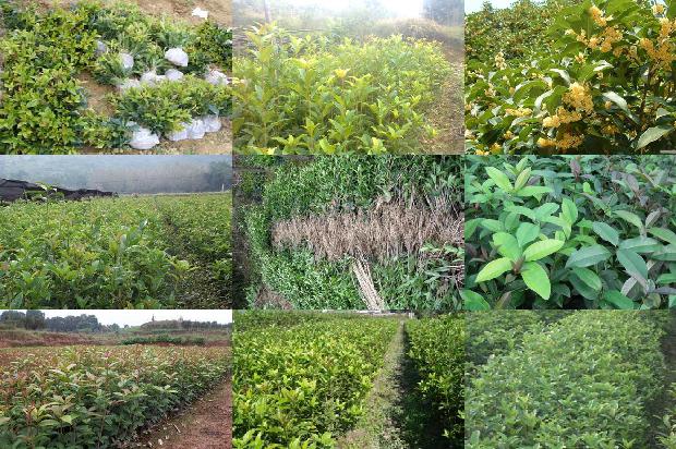 桂花树苗_黄桂花树根结线虫病的病原鉴定1664641724961