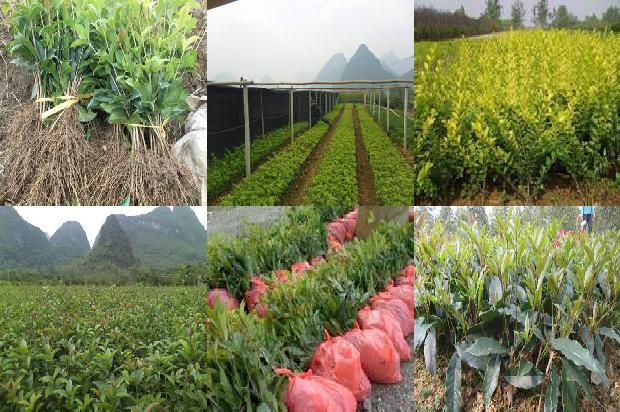 桂花树苗(桂花病害防治方法)1664641754072