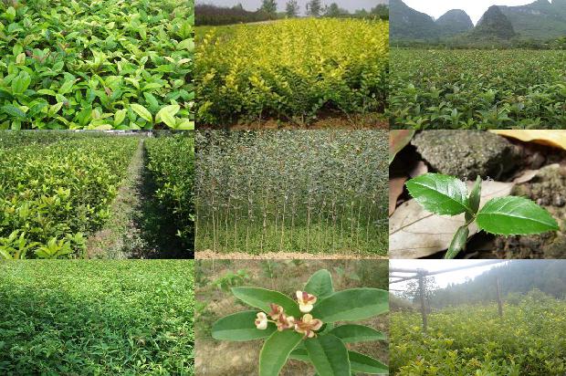 八月桂花树苗几年开花1690245728224