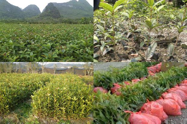 桂花树苗:山东黄河淤背区桂花树缺素症状及防治