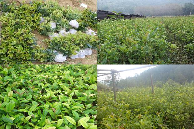 桂花树苗:山东黄河淤背区桂花树缺素症状及防治1664728013658