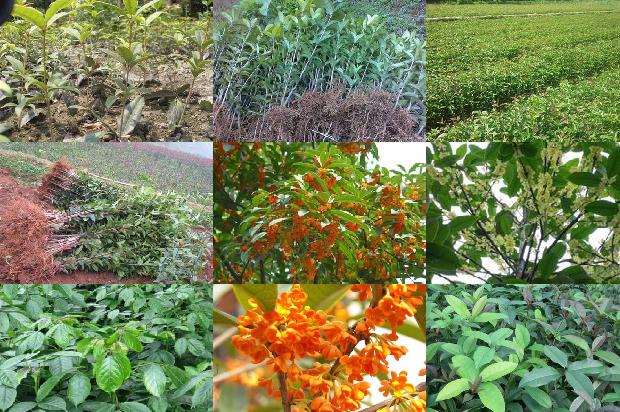 桂花树苗_桂花各种吃法大比拼1664728053431