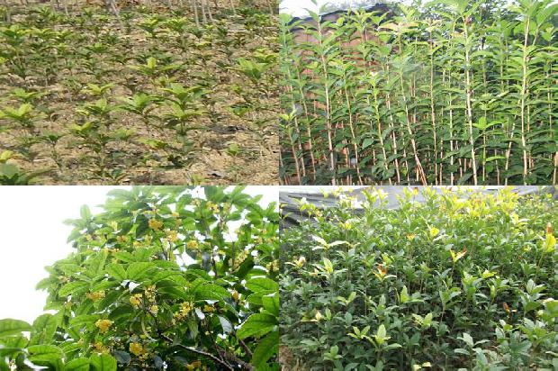 桂花树苗_桂花树抗根结线虫内生细菌的筛选及盆栽防效试验1664728087973