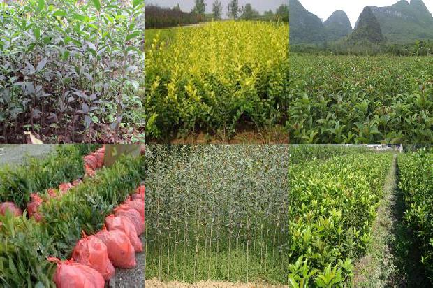 桂花苗-改善土壤让桂花根系更有活力1664815431552