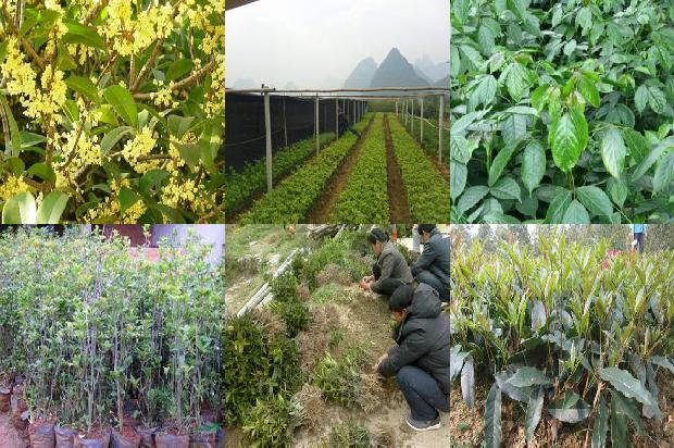 桂花可以泡酒吗有什么药用价值1689380951477