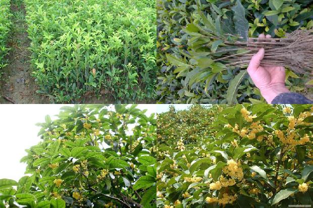 桂花苗_桂花常见病虫害防治措施1664815456466