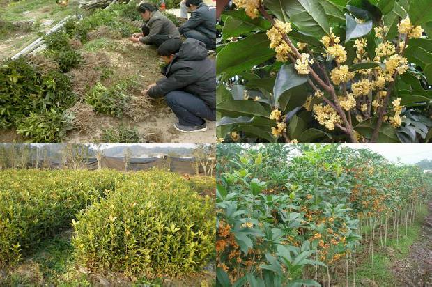桂花苗:不断加大政策扶持力度  助力棚模桂花产业升级1664815490474