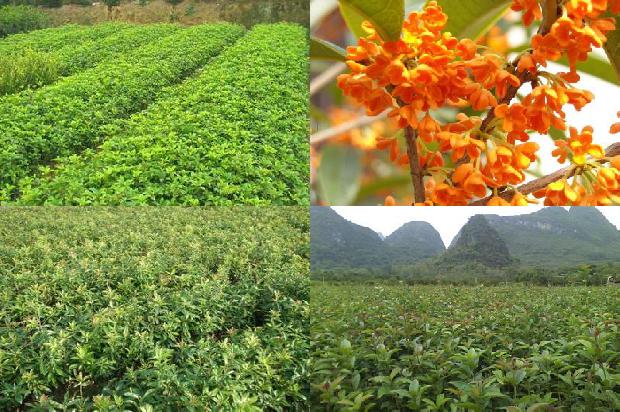 桂花苗(大棚西瓜—糯玉米—桂花高效种植模式)1664899544545