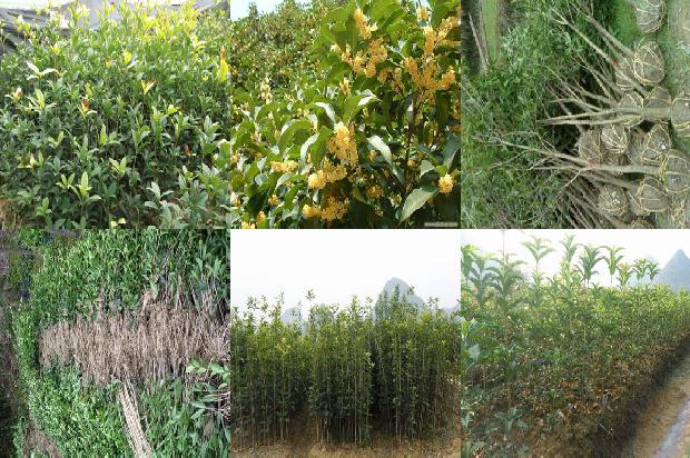桂花苗(沼液、沼渣在桂花树生产中的应用技术)1664899557388