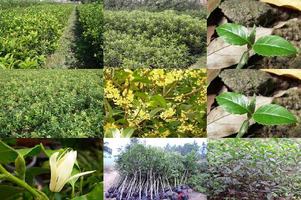 桂花苗(沼液、沼渣在桂花树生产中的应用技术)1664899557399