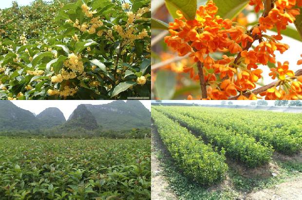 桂花加白糖可以泡茶喝吗1689035151155