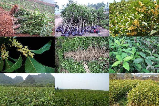 桂花苗_试论桂花树栽培技术措施及对策1664899582509