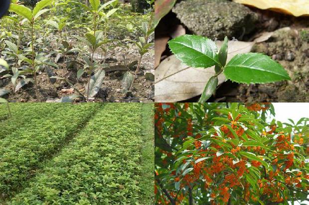 桂花苗_大棚桂花种植技术及病虫害防治策略分析1664899605099