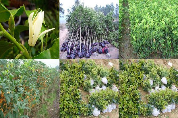 桂花苗_大棚桂花种植技术及病虫害防治策略分析1664899605110