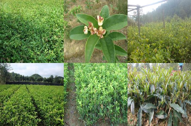 桂花苗_大棚桂花种植技术及病虫害防治策略分析1664899605133