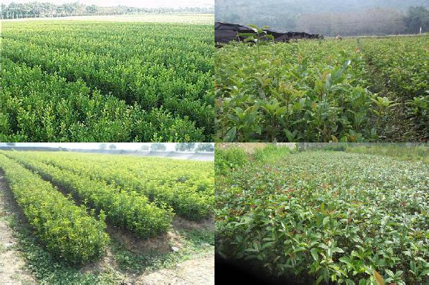 桂花苗_大棚桂花种植技术及病虫害防治策略分析1664899605144