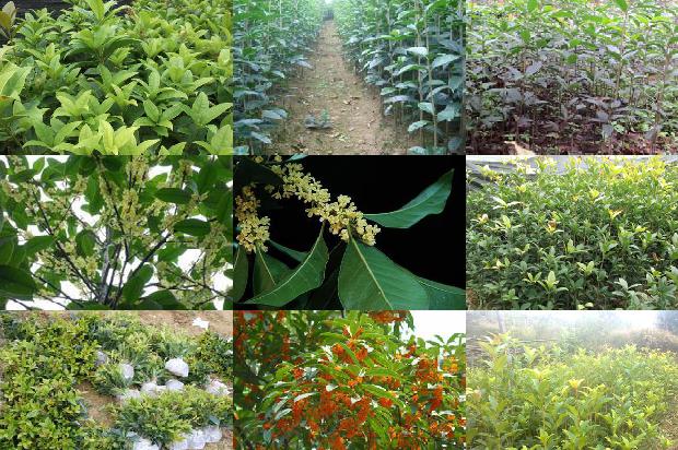 桂花苗:桂花青枯病和脐腐病的诊断技术与综合防治措施