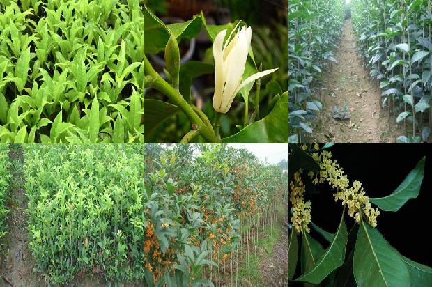 桂花苗:桂花青枯病和脐腐病的诊断技术与综合防治措施1664986755099