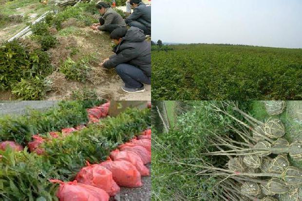 桂花苗:桂花青枯病和脐腐病的诊断技术与综合防治措施1664986755132