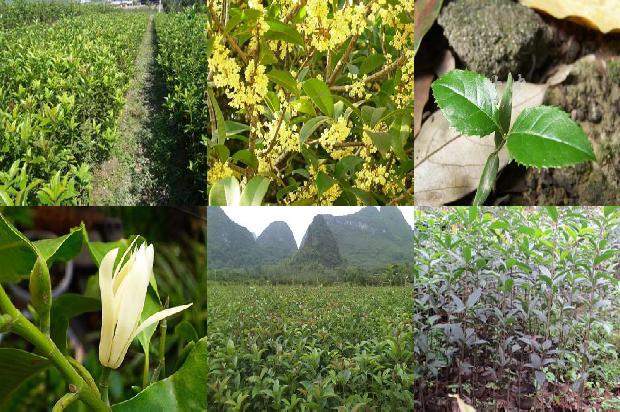 桂花苗_农药减量增产技术在桂花病虫害防治中的应用1664986789543